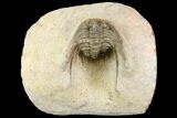 Leonaspis Trilobite - Lghaft, Morocco #140806-4
